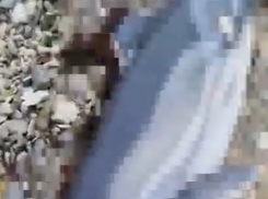 Кладбище дельфинов: Волочаевский пляж в Новороссийске усыпан мертвыми млекопитающими