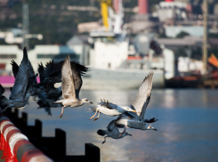 Нефтяную пробку в порту Новороссийска организовала не «Пенелопа»