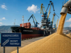 Более 400 тысяч тонн за неделю: через Новороссийск резко вырос экспорт зерна