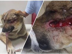 «Расстреляли из дробовика»: страшное издевательство над собакой в Новороссийске 