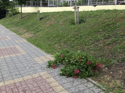 Вандалы или ветер: в Новороссийске снова пострадали деревья 