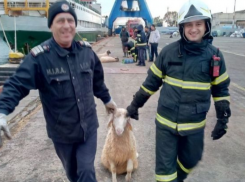 Операция по спасению овец развернулась в Черном море 