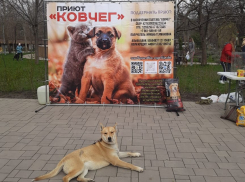 “Хвостики ищут дом” – в Новороссийске состоится выставка приютских питомцев “Ковчега”
