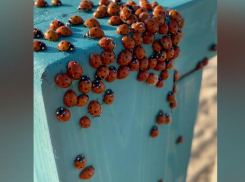 Милое нашествие: божьи коровки «атакуют» соседей Новороссийска 