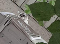 Спасатели Новороссийска приехали на помощь беременной кошке