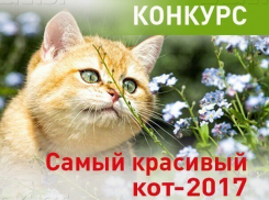 Внимание! Стартовало голосование в конкурсе «Самый красивый кот-2017» 