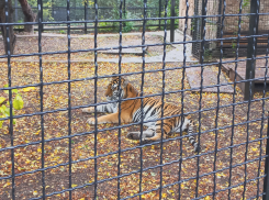 Новороссийцам запретят держать диких животных дома: никаких хищных кошек и ядовитых змей