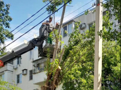 Норд-ост «навел порядок» в Новороссийске: коммунальщики до сих пор убирают деревья