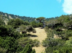 Редколесье, которое нельзя потерять: в Новороссийске под защиту взяли уникальный можжевеловый массив