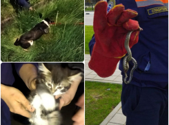 Змея, собака и котенок: как новороссийским спасателям добавляют работы братья наши меньшие 