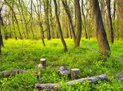 Новороссийские экологи готовятся отстаивать зеленые зоны города-героя: где и когда