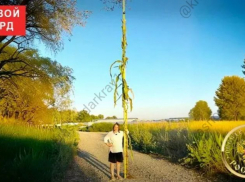 Большая кукурузина! Жительница Кубани вырастила самую высокую в мире  кукурузу