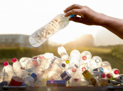 Новороссийцы хотят спасать экологию, но их мечты обрубают на корню 