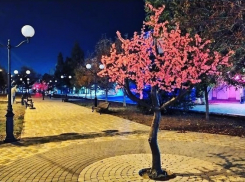 Сакуры «зацвели» в обновленном сквере Новороссийска