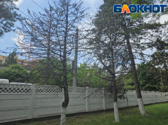 «Что за кладбище сухих елей?», - деревья в Новороссийске не радуют своим видом 