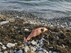 Дельфины погибли в сетях: прокуратура следит за рыбаками в Черном море   