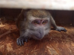 Макака-путешественница сменила несколько хозяев и пожила даже у спасателей Новороссийска