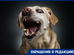 Собака покусала жительницу Новороссийска с ребёнком на руках и, похоже, никто не понесёт за это наказание