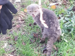 Новороссийские спасатели вытащили из выгребной ямы кота