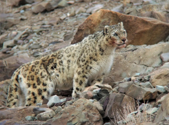 Леопард в горах Новороссийска, пьяный депутат и новость, задевшая за «живое». Главные «фейки» 2019 года