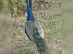 Красивый павлин отправился гулять сам по себе в пригороде Новороссийска