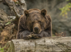 Всемирный день медведя отмечают в мире