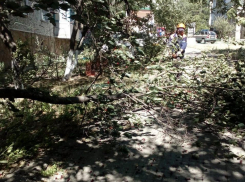 Поваленные деревья и чудом целая машина: в Новороссийске задул ураганный ветер