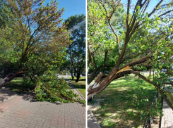 Порывом ветра: норд-ост сломал дерево в центре Новоросссийска 