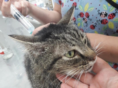 В мае сильно маялись брошенные кошки и собаки в Новороссийске