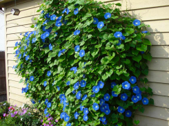 Срок за цветок: выращивая это растение новороссийцы рискуют поехать в отдалённые места