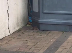 Огромные крысы бегают рядом с детской площадкой в Новороссийске