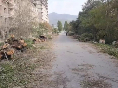 Полиция Новороссийска ищет свидетелей незаконной вырубки тополей в Цемдолине