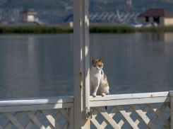 Погода в Новороссийске: тепло, но ветрено