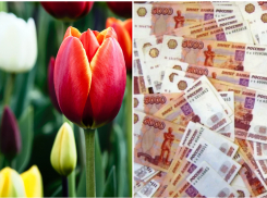 Больше 3 млн из бюджета Новороссийска потратят на тюльпаны 