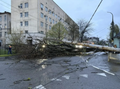 Дерево эпично упало на доррогу в Новороссийске, а скоро еще и стрелять начнут
