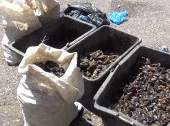 Ограбил море: новороссиец незаконно выловил 5000 мидий