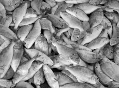 Со вкусом ртути: рыбу из портов Краснодарского края признали опасной из-за токсинов