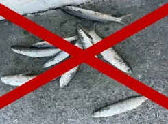 В Новороссийске запретили ловить рыбу