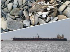 Новороссийцы продолжают связывать массовую гибель птиц с разливом нефти