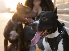 Завел питбуля – встал на учет: в Новороссийске может заработать реестр хозяев собак опасных пород