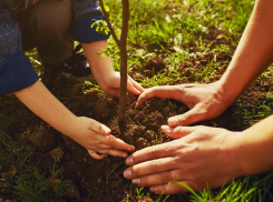 Сажать будут все: насколько реально в Новороссийске высадить 1,5 млн деревьев