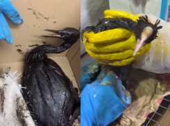 Птичек жалко: в центре реабилитации у Черного моря за 5 дней погибло 95% птиц