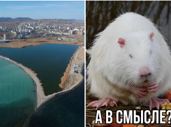 Минприроды края запретило выпускать живность в Суджукскую лагуну Новороссийска 