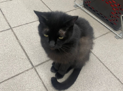 «Засунули в коробку и обмотали скотчем»: новороссийцы пытаются найти любимицу двора