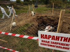 Новороссийцы боятся сибирской язвы: мэрия «забыла» про скотомогильники 