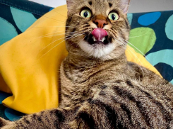 День милых и пушистых: как выглядят котики читателей «Блокнота» 