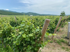 Нам нужно больше туристов! Краснодарский край выделит до 450 млн рублей на «Туризм и гостеприимство»