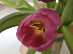 Погода в Новороссийске: в День тюльпанов выглянет солнце 