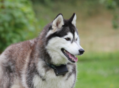 В Новороссийске пройдёт благотворительный забег «Хаски Трейл»