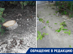 Во дворе Новороссийска вырубили здоровые цветущие деревья